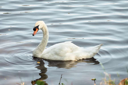 Swan, ornamental bird.