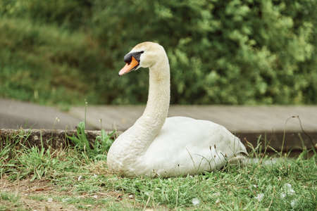 Swan lying in the grass.の写真素材