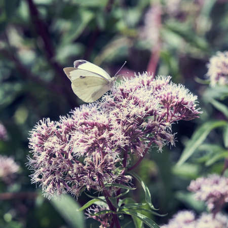 White butterfly resting on a flower.