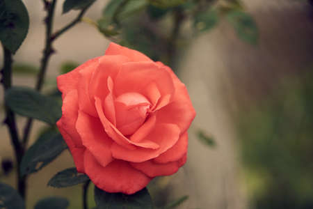 Red rose isolated.の写真素材