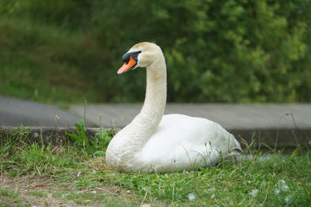 White swan lying in the grass.の写真素材