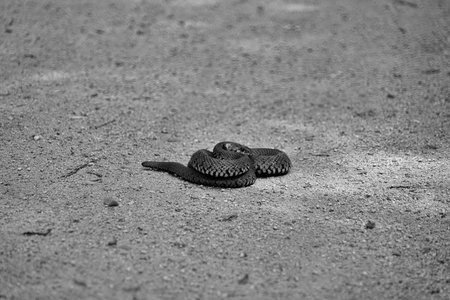 Viper coiled on the ground.の写真素材