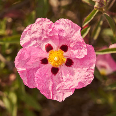 Eglantine, rosehip flower.の写真素材