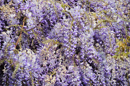 Wisteria, flowers in clusters.の写真素材