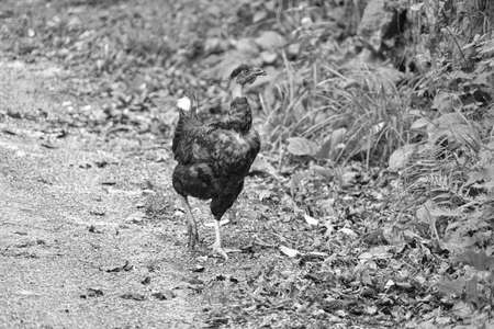 Chicken breed bare neck.の写真素材