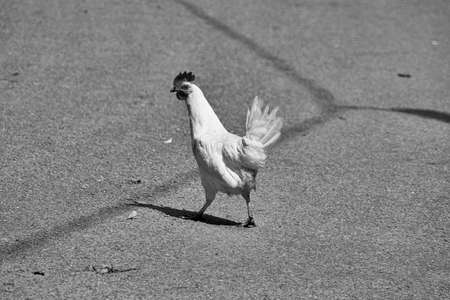 Young chicken crossing the yard.の写真素材