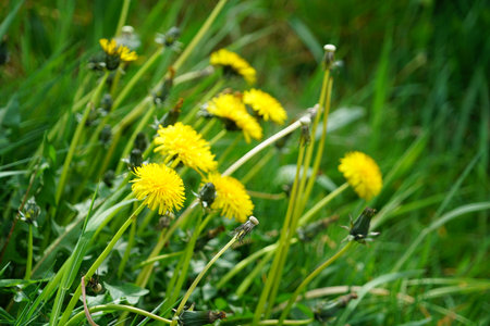 Dandelion flowers lying down by the wind.の写真素材