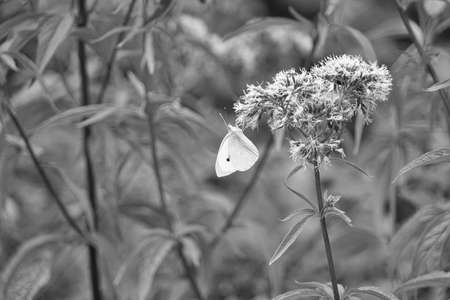 Butterfly on a flower.の写真素材