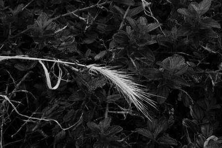 Wild grass.の写真素材