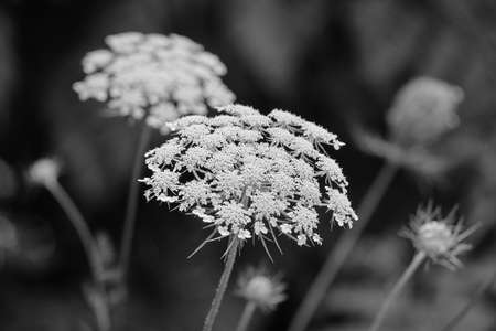Hemlock dangerous plant.の写真素材