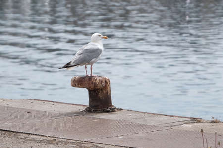 Gull landed on a mooring post.の写真素材