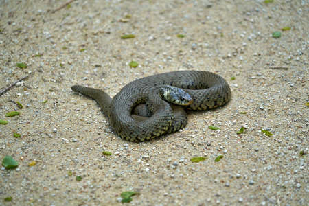 Peliad viper coiled on the sand.の写真素材