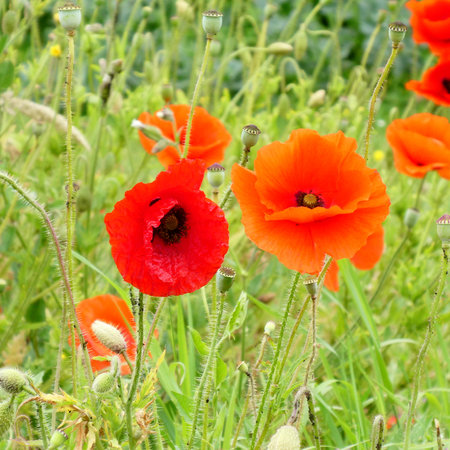 Poppies, field flowers.の写真素材