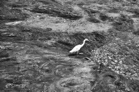 White egret at the water's edge.の写真素材