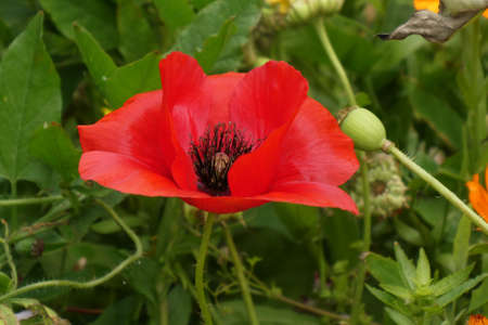 Poppy, wild flower.の写真素材