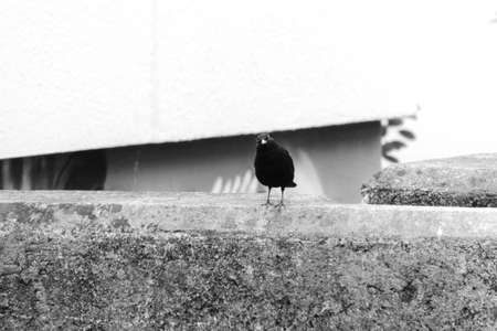 Small blackbird on a wall.の写真素材
