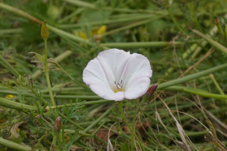 Bindweed, climbing plant.の写真素材