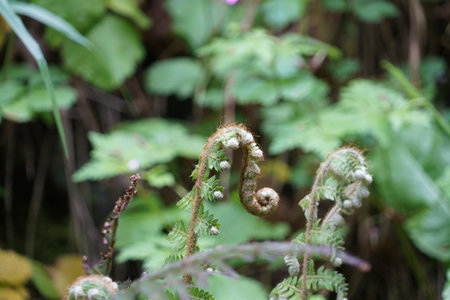 Young fern, wild plant.の写真素材