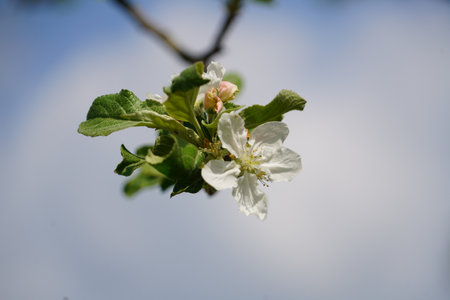Apple blossoms on the branch.の写真素材