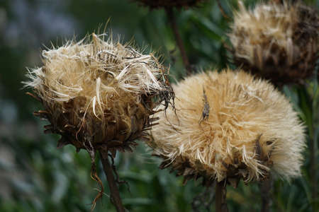 Artichoke panicles.の写真素材