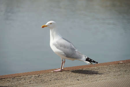 Portrait of a young gull.の写真素材