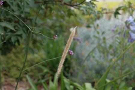Decorative grass plant.の写真素材