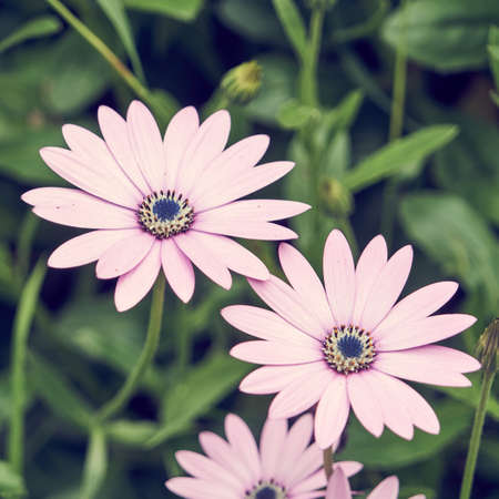 African daisies or baskets of the cape.の写真素材
