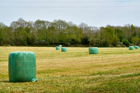 Wheat field after harvest.の写真素材