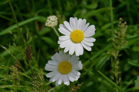 Field daisies.の写真素材