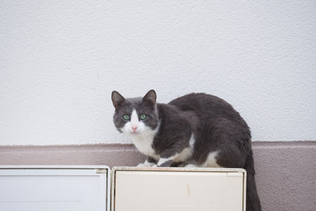 Cat lying in profile.の写真素材