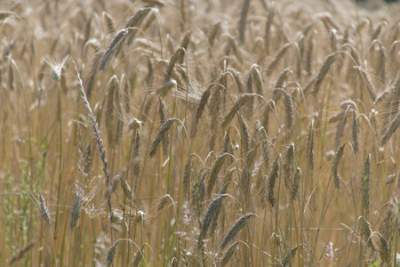 Ripe wheat ears.の写真素材