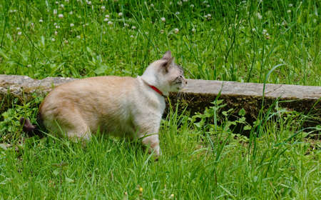 Siamese cat on the lookout.の写真素材