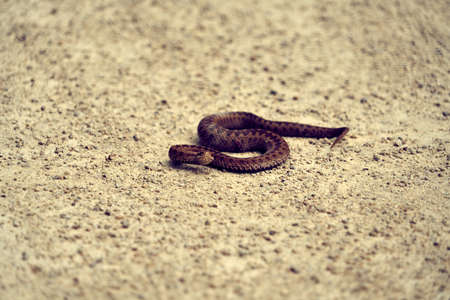 Asp viper on the sand.の写真素材