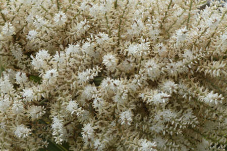 Flowered date palm.の写真素材