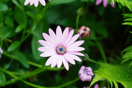 White African daisy.の写真素材