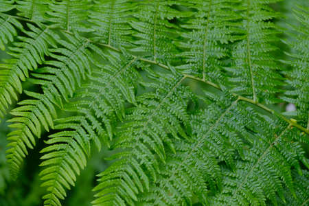 Male fern leaves.の写真素材