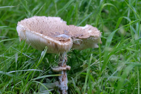 Bottom gills of mushroom.の写真素材