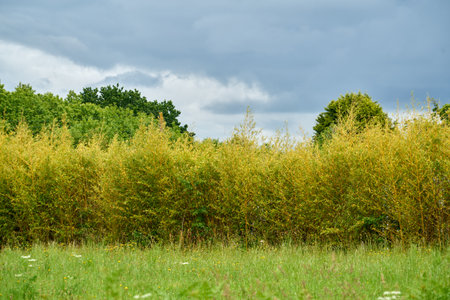 Hedge of shrubs and large clouds.の写真素材
