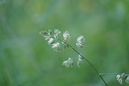 Blade of grass bent by the wind.の写真素材
