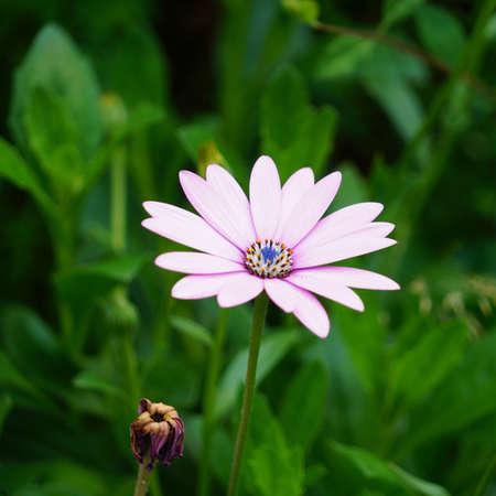 African daisy.の写真素材