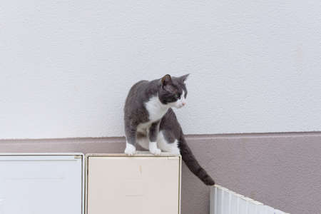 Beautiful white and gray cat.の写真素材