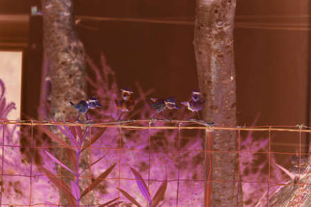 Infrared photo, birds on a fence.の写真素材