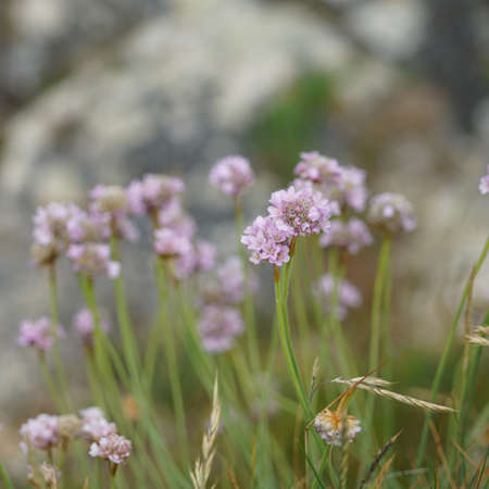 Wild flowers of the fields.の写真素材