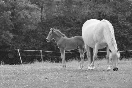 Mare in the meadow with her foal.の写真素材