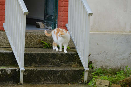 Cat walking down the stairs.の写真素材