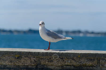 Black-headed gull standing on a wall.の写真素材