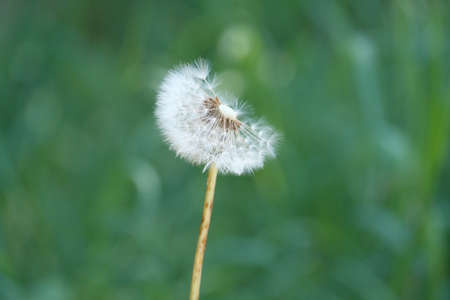 Wind blows on a dandelion flower.の写真素材
