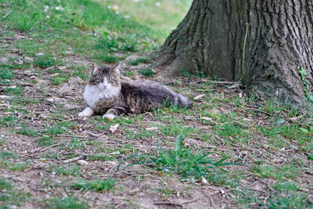 Cat with green eyes.の写真素材
