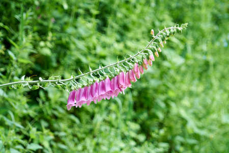 Foxgloves, poisonous flowers.の写真素材