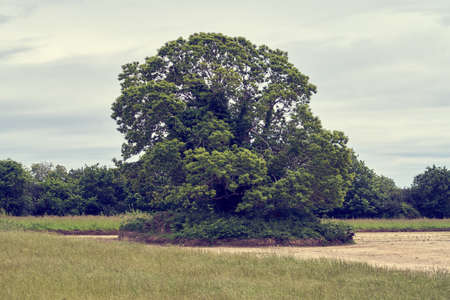 Lonely old tree.の写真素材
